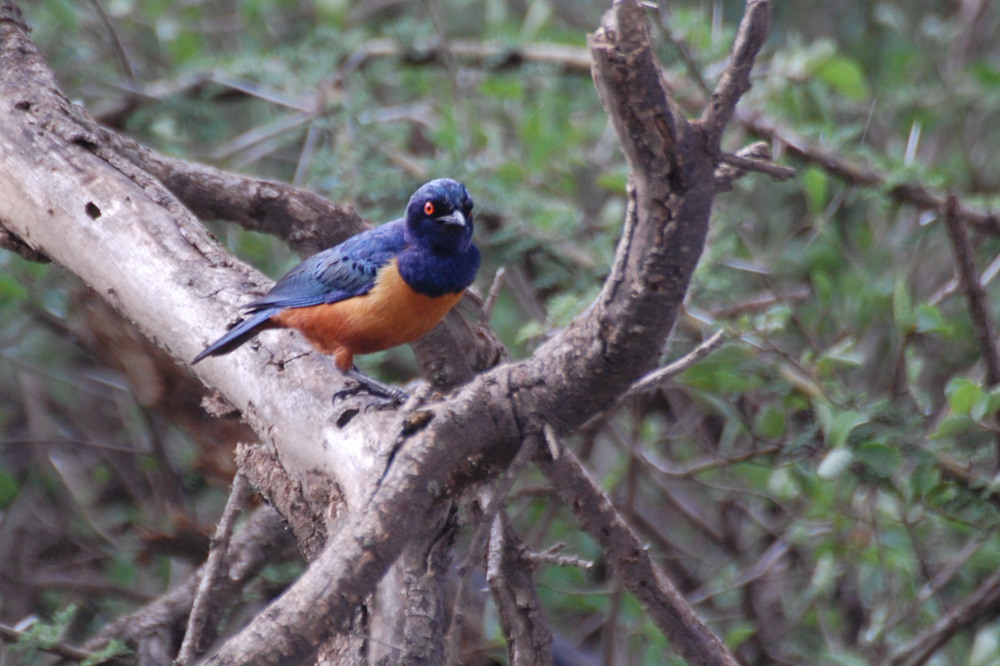 Tanzania - Storno di Hildebrandt (Lamprotornis hildebrandti)